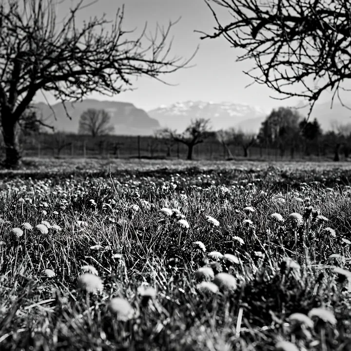 Black and white dandelion orchard meadow filled with yellow flowers and trees - AI-generated stock image