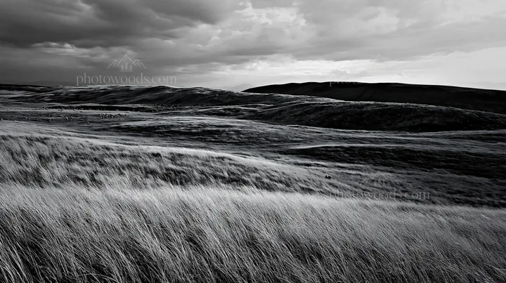 Black and white tottori windy meadow with dune grasses under cloudy sky - AI-generated stock image