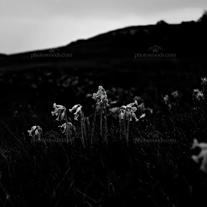 Cloudy chalk meadow with wildflowers under a gray sky - AI-generated stock image