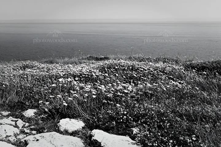 Black and white coastal cliff meadow with wildflowers near the ocean - AI-generated stock image