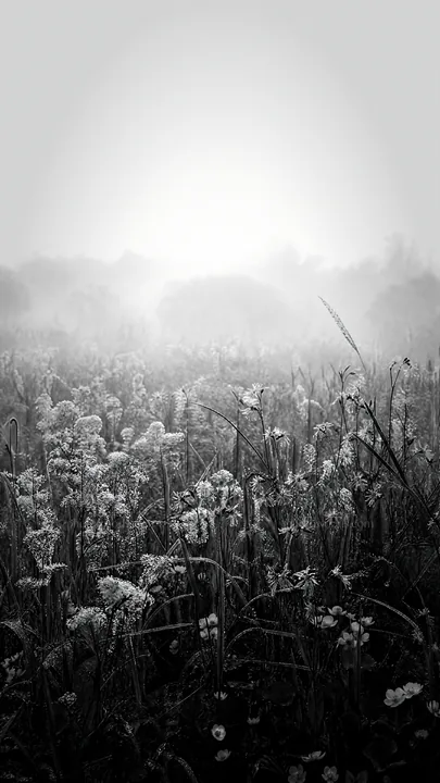 Black and white biodiverse meadow with flowers and morning mist - AI-generated stock image