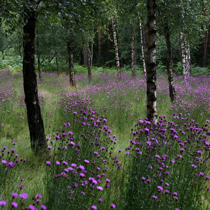 Flowers by the trees in a forest edge meadow - AI-generated stock image