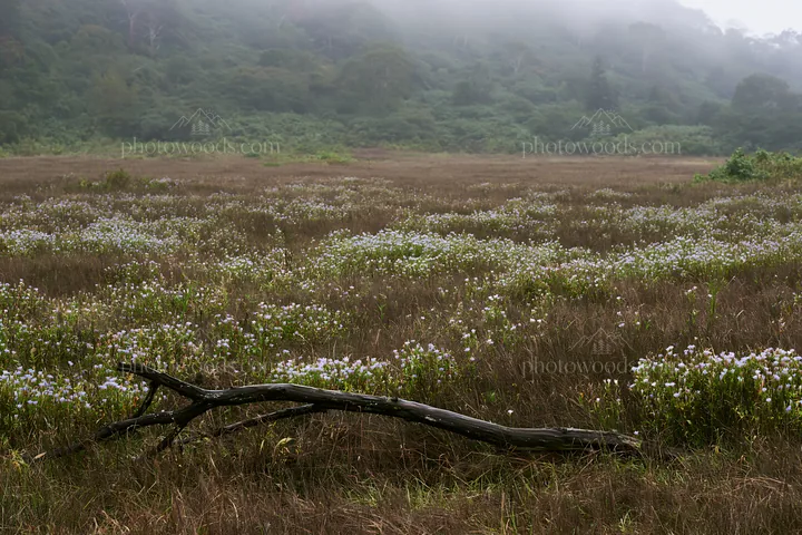 Yamagata rewilded meadow fallen branch foreground - AI-generated stock image