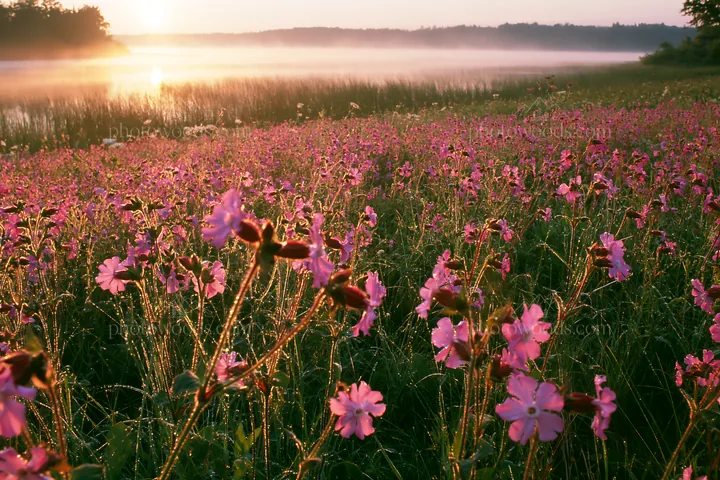 Sunlight on a lakeside meadow with blooming flowers - AI-generated stock image