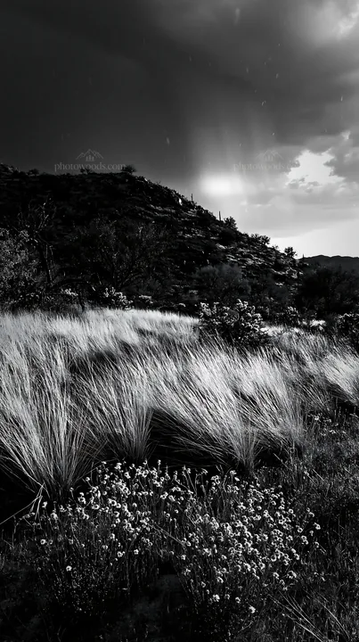 Black and white drought-tolerant meadow with yellow flowers and hills in background - AI-generated stock image