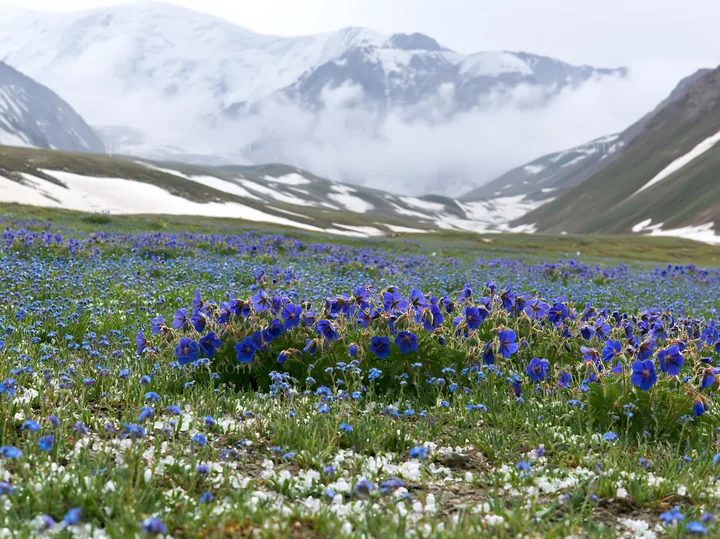 Snowline meadow filled with blue and white flowers - AI-generated stock image