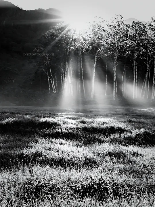 Black and white daisetsuzan alpine meadow light rays create a natural scene - AI-generated stock image