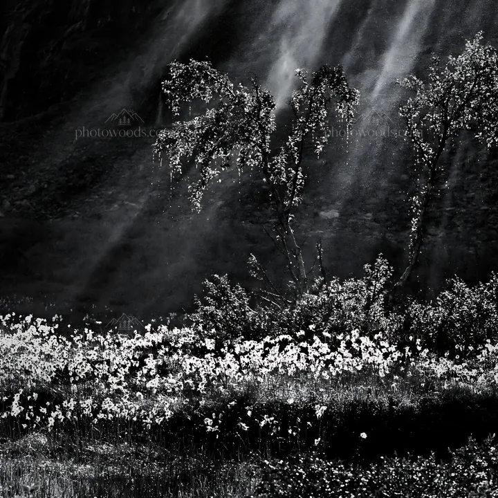 Black and white jotunheimen valley meadow sunbeams create a bright scene - AI-generated stock image