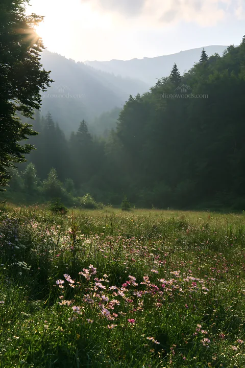 Light rays in Bucegi Mountains meadow with flowers - AI-generated stock image