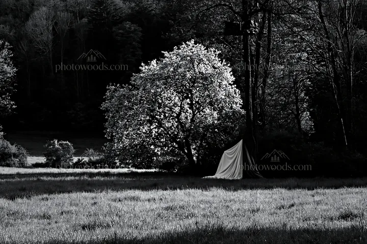 Elegant fabric parcels beside tree in a rural landscape - AI-generated stock image