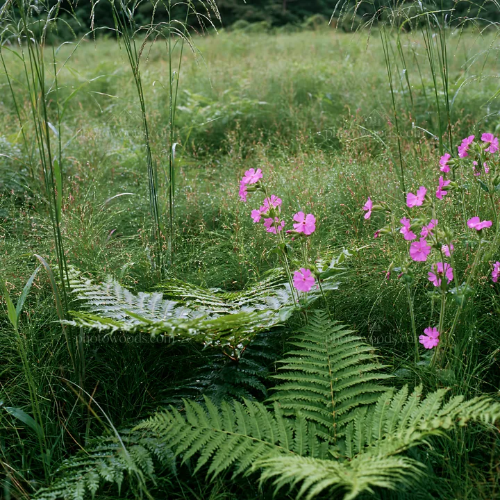 Nara summer meadow with fern foreground and pink flowers - AI-generated stock image