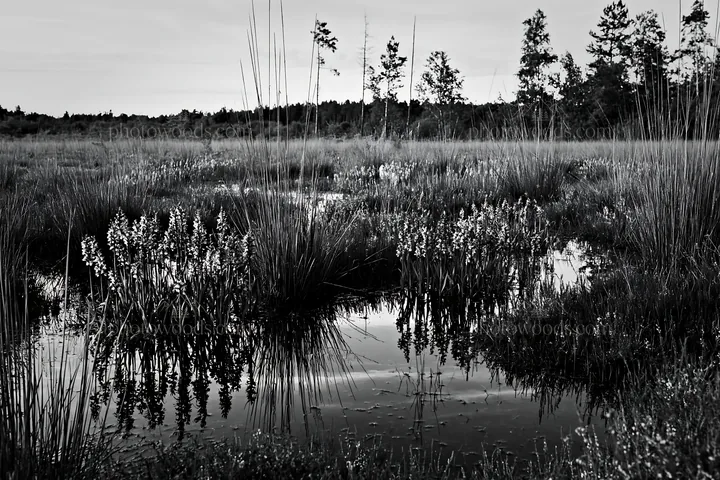Black and white wild orchid meadow with reflections in calm water - AI-generated stock image
