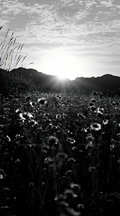 Golden meadow in Okayama at sunset with seedheads in focus - AI-generated stock image