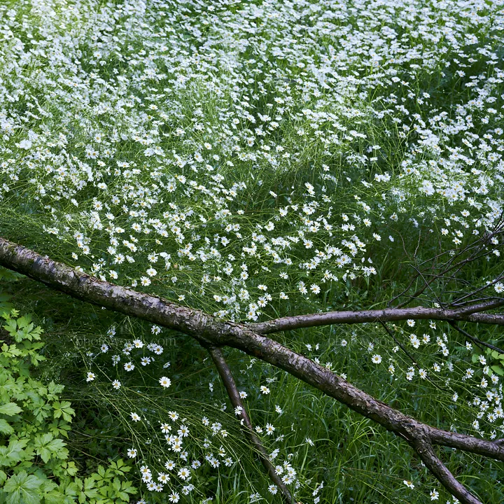 Yamagata rewilded meadow fallen branch in the foreground - AI-generated stock image