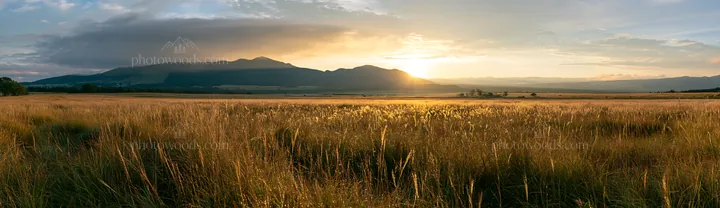 Miyazaki sunrise over meadow with dew-covered sedges - AI-generated stock image