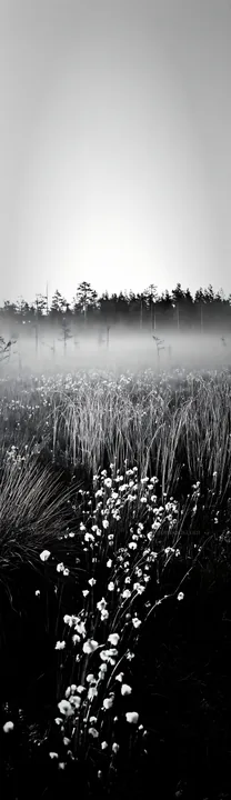 Cottongrass meadow in mist at dawn - AI-generated stock image