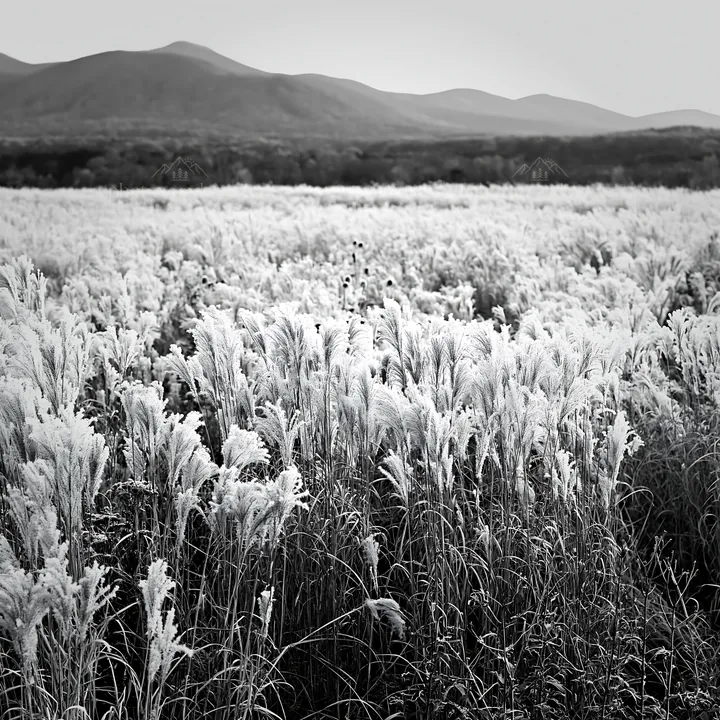 Black and white climate-resilient Hokkaido silver grass meadow seedheads in frost - AI-generated stock image