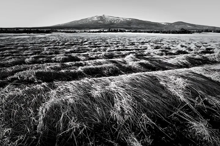 Black and white akita snowmelt meadow with silver grasses under clear sky - AI-generated stock image