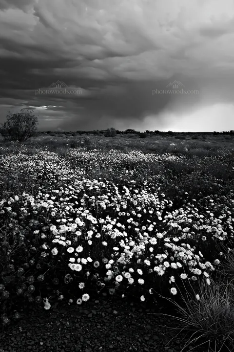 Drought-tolerant meadow with flowers under stormy skies - AI-generated stock image