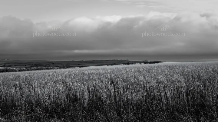 Black and white seedhead meadow with tall grass and cloudy sky - AI-generated stock image
