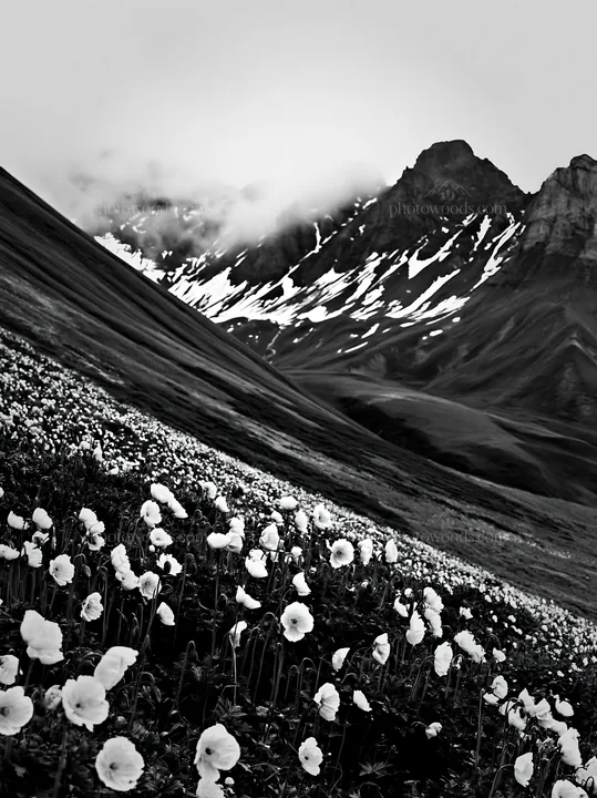 Swiss alpine poppy meadow with mountains and snow - AI-generated stock image