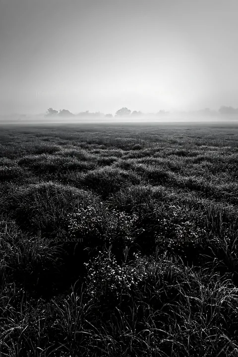 Meadow dew in Niigata floodplain restoration area - AI-generated stock image