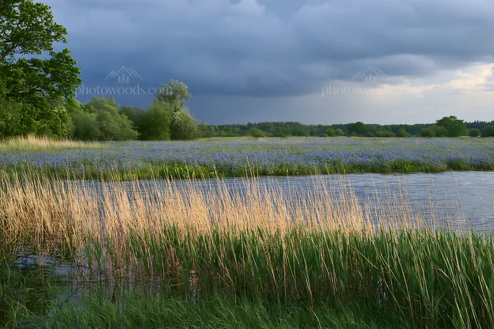 Saga floodplain meadow with reeds and blue flowers - AI-generated stock image
