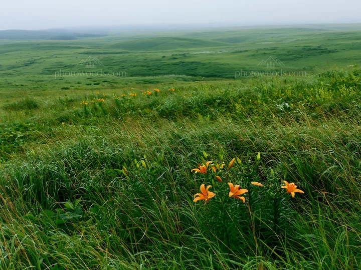 Expansive Hokkaido restoration meadow with dewdrops - AI-generated stock image