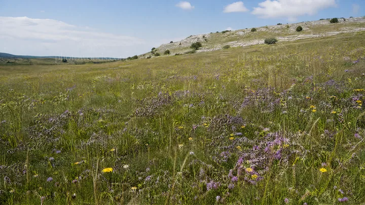 Sunny meadow with wild thyme and colorful flowers - AI-generated stock image