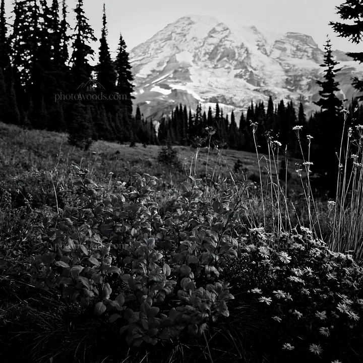 Mount Rainier wildflower meadow at sunrise - AI-generated stock image