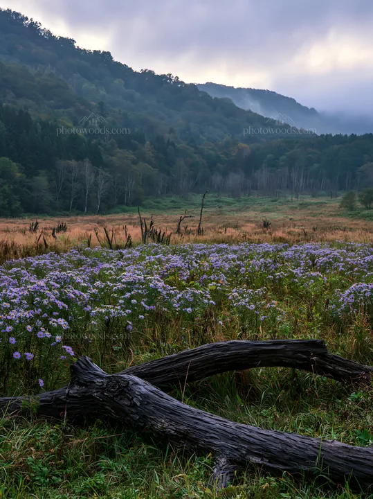 Yamagata rewilded meadow fallen branch foreground - AI-generated stock image