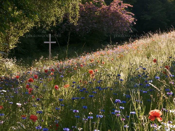 Cross in a meadow filled with wildflowers during Christmas - AI-generated stock image