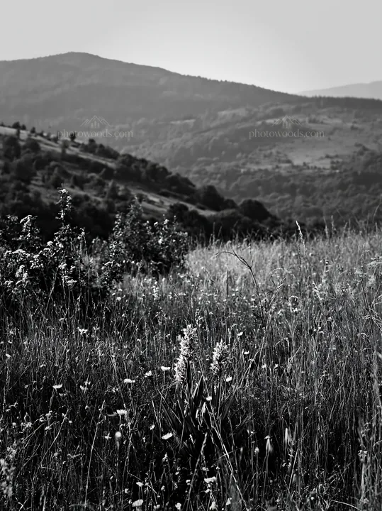 Regenerative meadow in black and white landscape view - AI-generated stock image