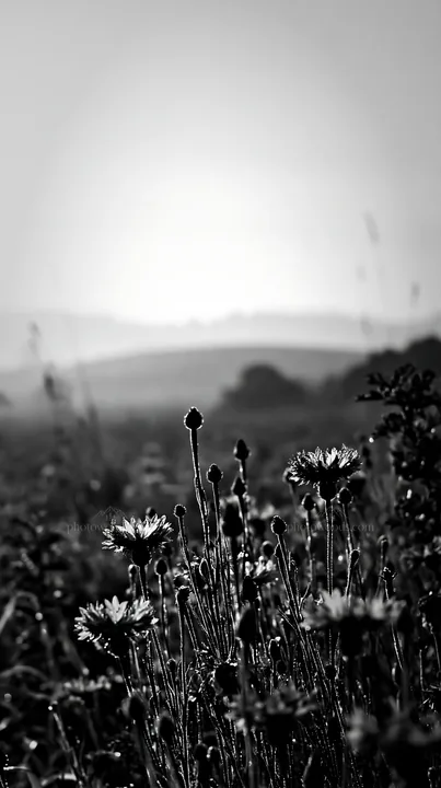Cornflower meadow at sunrise with distant hills in background - AI-generated stock image