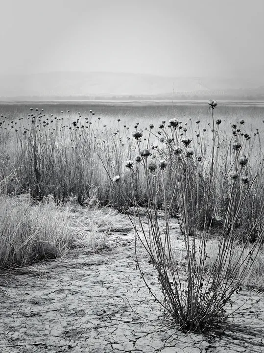 Black and white drought-tolerant meadow with dry plants in vast landscape - AI-generated stock image