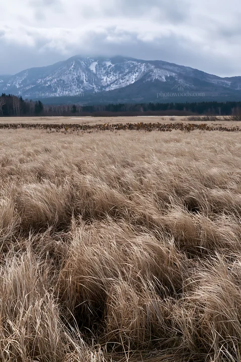 Akita snowmelt meadow with silver grasses in winter - AI-generated stock image
