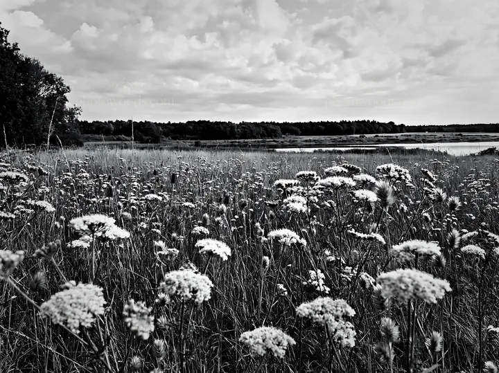 Black and white german lakeside meadow with flowers and clouds in the sky - AI-generated stock image