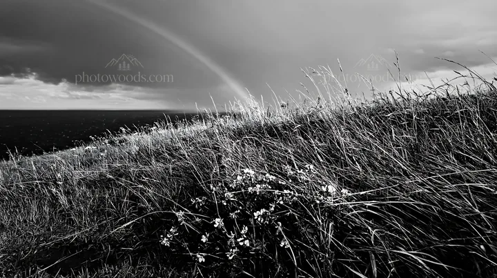 Clifftop meadow with grass and flowers under a rainbow - AI-generated stock image