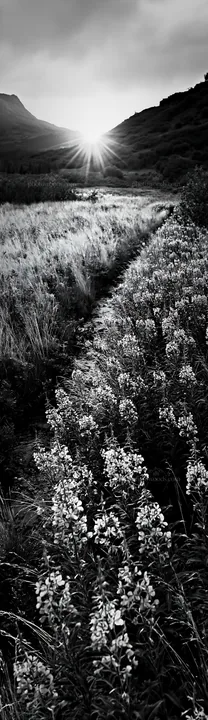 Black and white fireweed meadow sunset with flowers and a stream - AI-generated stock image