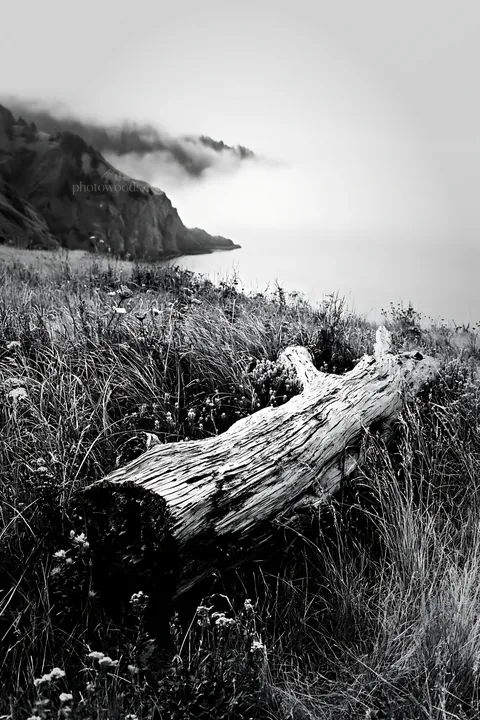 Weathered log in meadow near the coast with fog - AI-generated stock image