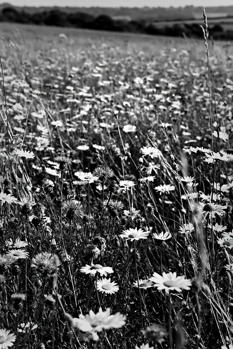Black and white climate-resilient meadow filled with diverse wildflowers - AI-generated stock image
