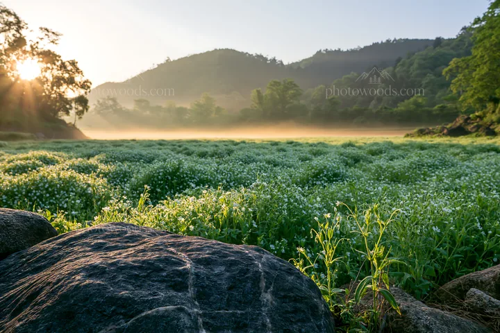 Kyoto spring wildflower meadow stone foreground - AI-generated stock image