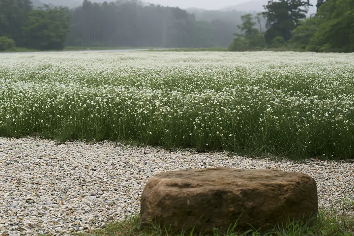 Kyoto spring wildflower meadow stone foreground - AI-generated stock image