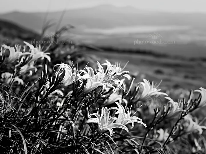 Kirigamine highland daylily meadow in black and white - AI-generated stock image
