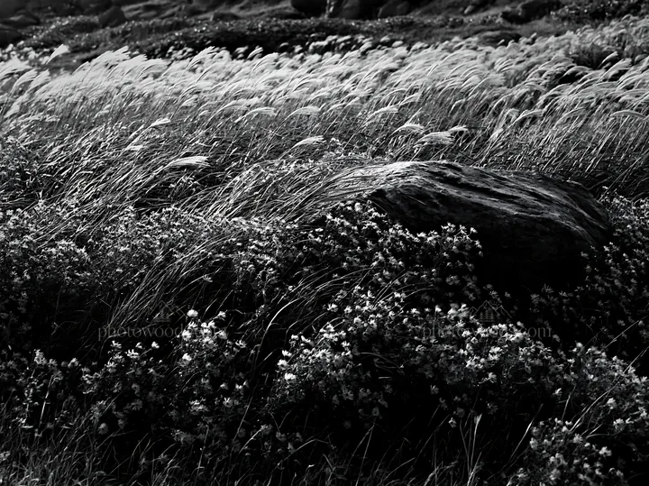 Black and white aomori climate resilient meadow with boulder - AI-generated stock image