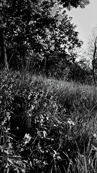 Forest edge meadow with wildflowers in black and white - AI-generated stock image