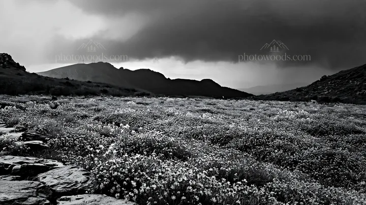 Black and white kyoto spring wildflower meadow stone foreground - AI-generated stock image