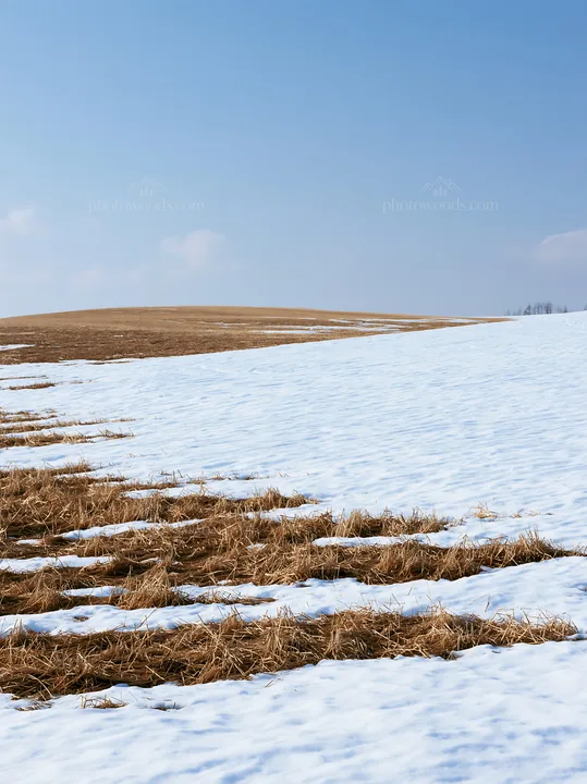 Snow covered Biei hills meadow during winter season - AI-generated stock image