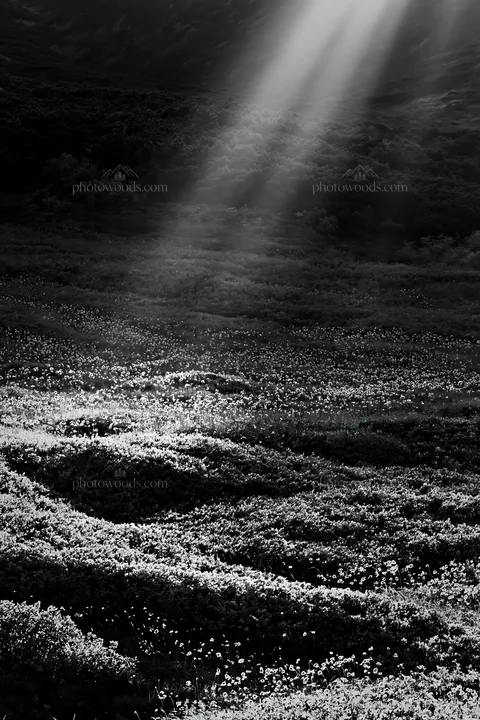 Daisetsuzan alpine meadow with light rays shining down - AI-generated stock image