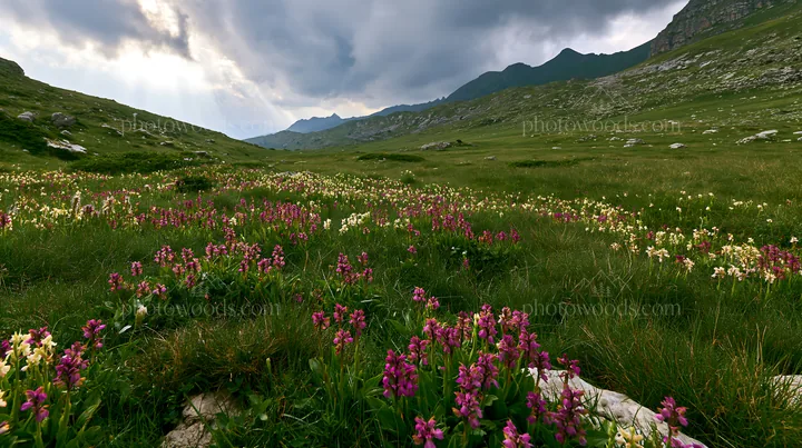 Colorful orchid meadow with diverse wildflowers in a landscape - AI-generated stock image